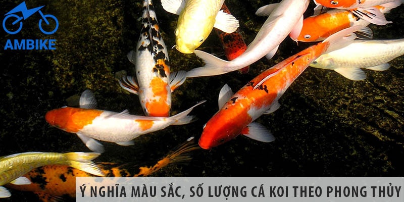 Cách làm hồ cá coi hợp phong thủy vạn người mê