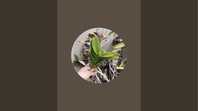 Sua Loi E01 H01 Noi Com Dien Zojirushi Noi Dia Nhat Bi Quyet Khac Phuc Su Co An Toan Va Hieu Qua 6968487e6db16.jpg